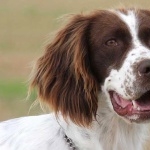 French Spaniel download