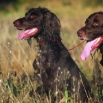 German Longhaired Pointer cute