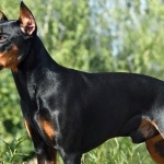 German Pinscher hd photos