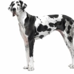 Great Dane hd wallpaper