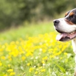 Greater Swiss Mountain Dog 1080p