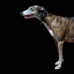 Greyhound wallpapers hd