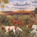 Irish Red and White Setter image