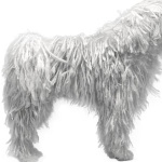 Komondor image