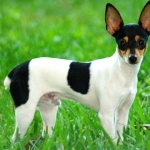 Miniature Fox Terrier wallpapers