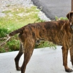 Mountain Cur cute