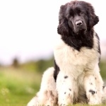 Newfoundland breed free