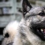 Norwegian Elkhound wallpapers for desktop