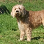 Otterhound wallpapers