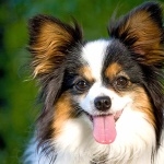 Papillon breed hd wallpaper