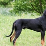 Polish Hunting Dog hd