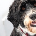 Portuguese Water Dog desktop wallpaper