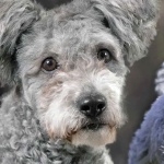 Pumi breed photos