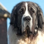 Pyrenean Mastiff background