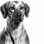 Rhodesian Ridgeback pic