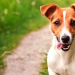 Russell Terrier wallpapers