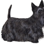 Scottish Terrier breed