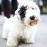 Sealyham Terrier images