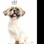 Shih Tzu cute