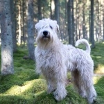 Soft-Coated Wheaten Terrier free