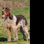 Spinone Italiano wallpapers