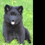 Swedish Lapphund hd pics