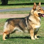 Swedish Vallhund free download