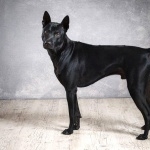 Thai Ridgeback hd wallpaper