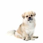 Tibetan Spaniel hd wallpaper