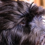 Tibetan Terrier image