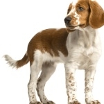 Welsh Springer Spaniel free wallpapers