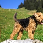 Welsh Terrier hd wallpaper