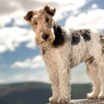 Wire Fox Terrier hd wallpaper