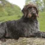 Wirehaired Pointing Griffon hd