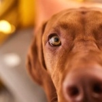 Wirehaired Vizsla free wallpapers