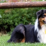 Australian Shepherd download