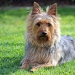 Australian Silky Terrier wallpapers hd