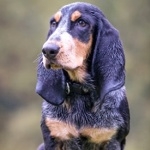 Basset Bleu de Gascogne photo