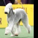 Bedlington Terrier free download