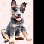 Blue Heeler hd photos