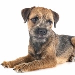 Border Terrier free download