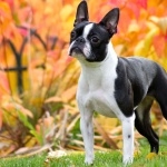 Boston Terrier photos