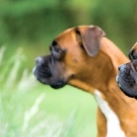 Boxer breed hd