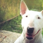 Bull Terrier new wallpaper