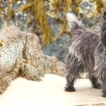 Cairn Terrier funny