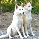 Canaan Dog hd photos