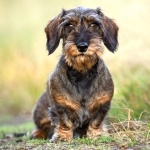 Dachshund 1080p