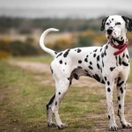 Dalmatian breed wallpaper