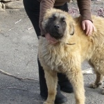 Estrela Mountain Dog free