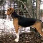 Finnish Hound cute